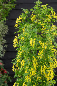 Picture of Laburnum